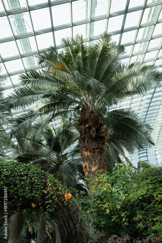 SINGAPORE - DECEMBER 25, 2025: Breathtaking botanical landscapes and futuristic architecture inside the Flower Dome and Cloud Forest conservatories at Gardens by the Bay.