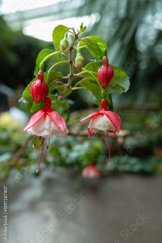 SINGAPORE - DECEMBER 25, 2025: Breathtaking botanical landscapes and futuristic architecture inside the Flower Dome and Cloud Forest conservatories at Gardens by the Bay.