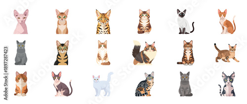 Set of cartoon vector illustrations of various cat breeds in sitting poses with transparent background