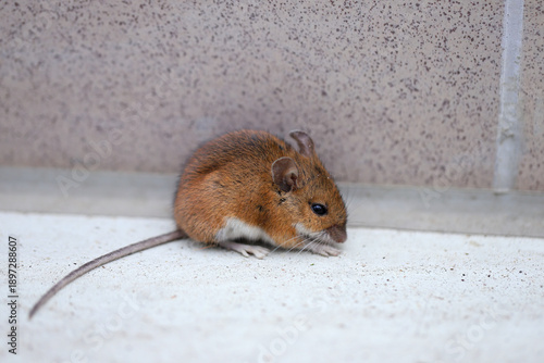Принти на полотні A mouse in a closed room on the floor