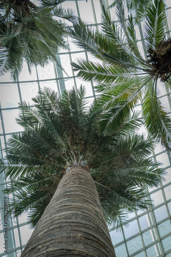 SINGAPORE - DECEMBER 25, 2025: Breathtaking botanical landscapes and futuristic architecture inside the Flower Dome and Cloud Forest conservatories at Gardens by the Bay.