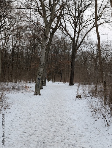 Snow Path in Berlin Treptow/Köpenick (Berlin/Germany) - Plänterwald