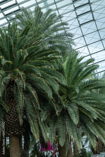 SINGAPORE - DECEMBER 25, 2025: Breathtaking botanical landscapes and futuristic architecture inside the Flower Dome and Cloud Forest conservatories at Gardens by the Bay.