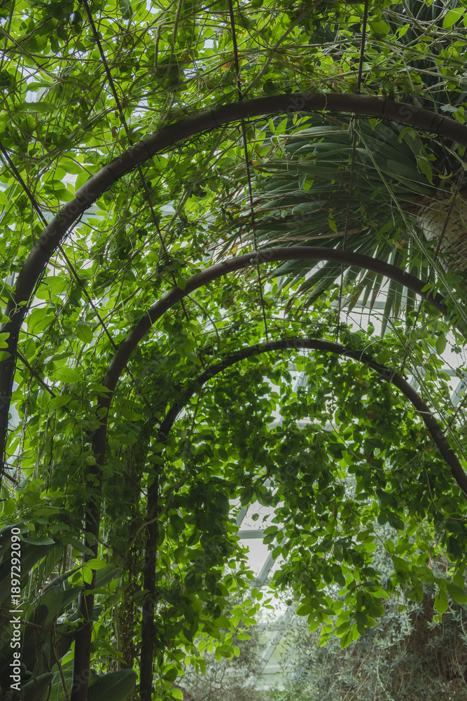 Fototapeta premium SINGAPORE - DECEMBER 25, 2025: Breathtaking botanical landscapes and futuristic architecture inside the Flower Dome and Cloud Forest conservatories at Gardens by the Bay.