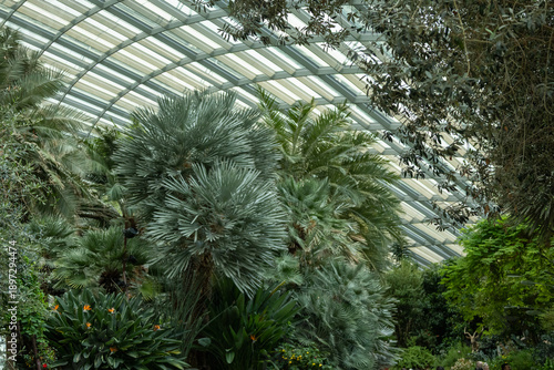 SINGAPORE - DECEMBER 25, 2025: Breathtaking botanical landscapes and futuristic architecture inside the Flower Dome and Cloud Forest conservatories at Gardens by the Bay.