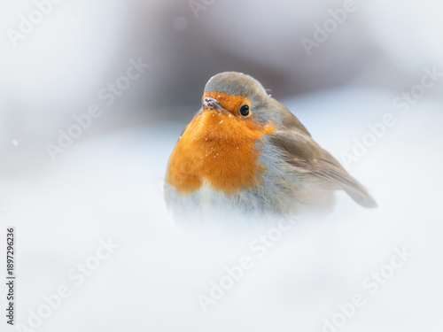 robin on snow