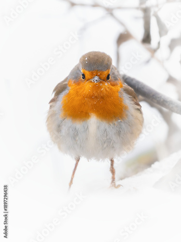 robin in snow