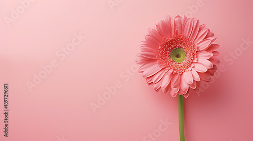 Elegant Pink Gerbera Bloom on Soft Pink