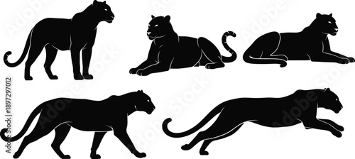 Panther silhouette poses, standing, lying, walking, leaping, side view, black vector, isolated animal set, big cat anatomy reference