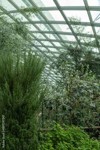 SINGAPORE - DECEMBER 25, 2025: Breathtaking botanical landscapes and futuristic architecture inside the Flower Dome and Cloud Forest conservatories at Gardens by the Bay.