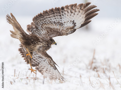 Photos common buzzard buteo