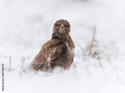 Buzzard 