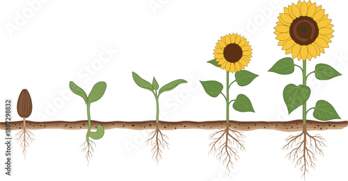 Hand drawn sunflower life cycle set showing natural stages of plant growth from seed and sprout to blooming flower.
