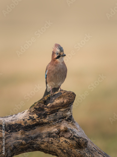 common jay