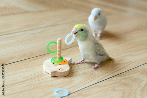 Two Captive Forpus Parrotlets Playing with a Wooden Toy on the Floor in Soft Indoor Light