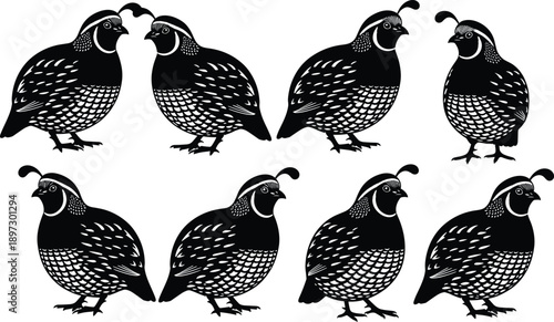 California Quail Bird Silhouette Set Featuring Detailed Feather Patterns and Crest for Wildlife Design Nature Illustration and Game Bird Hunting Graphics,