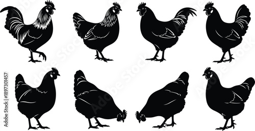 Chicken rooster hen silhouettes set, farm birds poultry collection, cockerel farm animal icons, livestock cad drawing flat vector illustration bundle