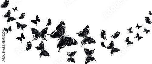 Collection of black butterfly silhouettes flying in a decorative swarm trail isolated on white background for spring and summer nature design,