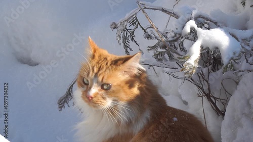 Orange and white domestic cat with fluffy fur explores snowy landscape, turning its head towards the camera while surrounded by snow-covered branches and bright sunlight