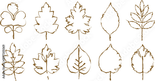 Three green heart shaped plants in pots