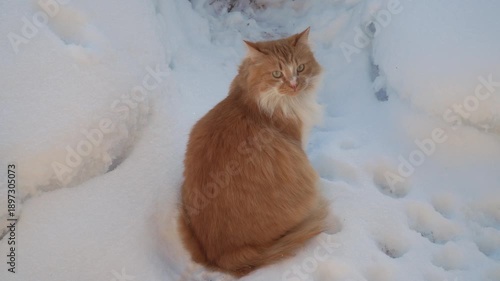 Ginger cat sitting in fresh snow, turning its head to look back, surrounded by fluffy white snowdrifts in a winter outdoor setting