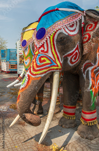Drawing colourful graphic  on the elephant body with large and long ivory.