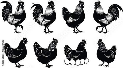 Black and white vector illustration set of roosters and hens in various poses, farm birds, chickens, and nesting hen with eggs.