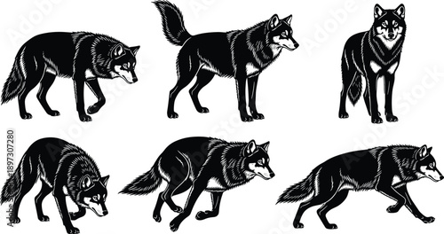 Black and white wolf silhouettes set, various wild forest predator poses, grey wolf icons, woodland nature wildlife graphics for design,