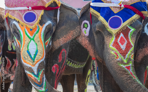 Closed up drawing colourful graphic  on the elephant body .