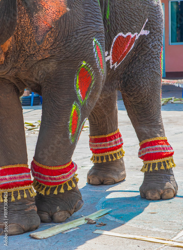 Closed up drawing colourful graphic  on the elephant body .