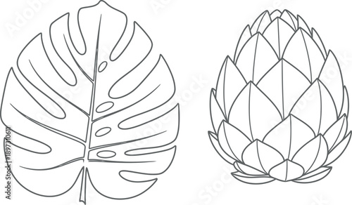 Simple line drawing of monstera leaf and artichoke