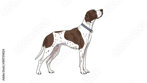 Noble brown and white pointer dog standing in a majestic profile view wearing a simple gray collar on a plain white background.