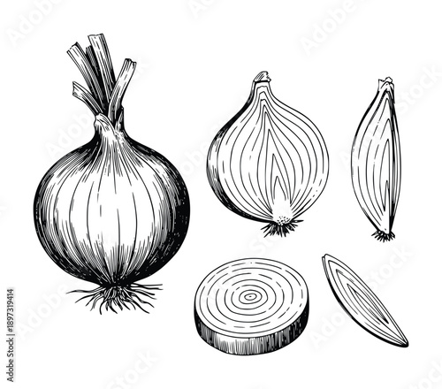 Hand-Drawn Illustration of Onions: Whole, Halved, Sliced, and Diced