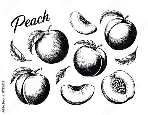Hand-drawn illustration of peaches and leaves in black and white