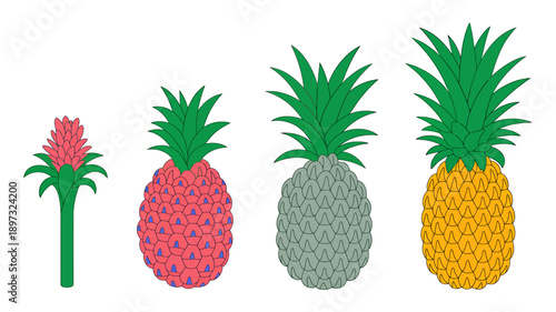 Colorful pineapple fruits and tropical flower on white background