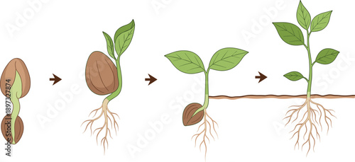 Plant life cycle set showing stages of natural growth from seed germination and sprout to mature green leaf seedling vector.