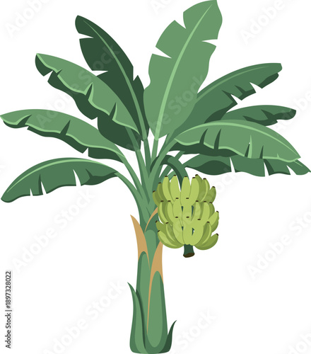 Tropical banana tree illustration with large green leaves and ripening green fruit bunch for organic food and exotic nature design vector.