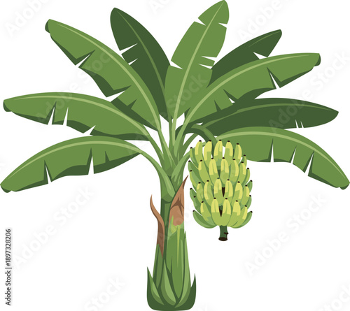 Tropical banana tree illustration with large green leaves and ripening yellow fruit bunch for organic food and exotic nature design vector.