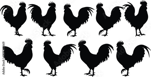 Rooster silhouette collection showing farm poultry poses, black and white vector chicken illustration set isolated on white background