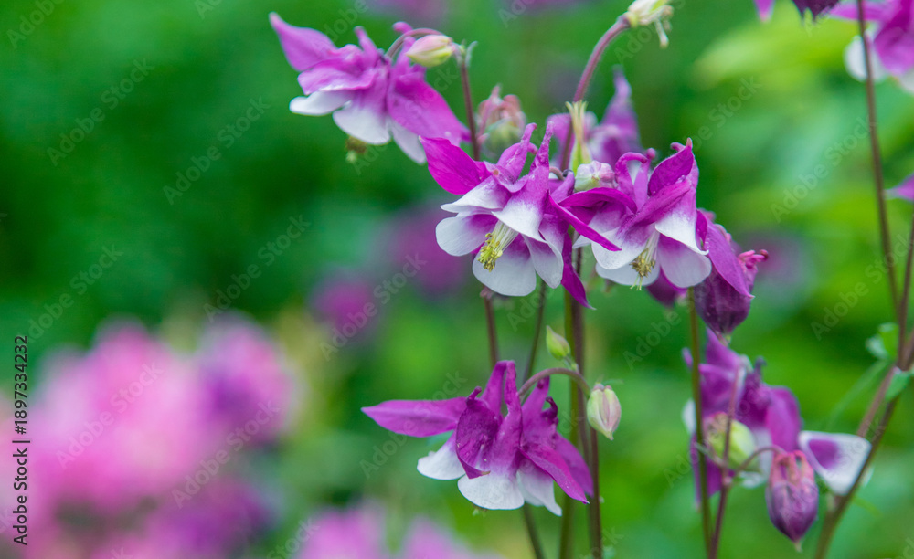 Naklejka premium Aquilegia blooms in the garden. Selective focus.