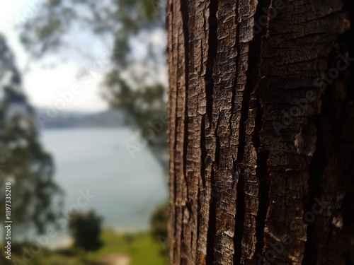 Tree trunk close-up with blurred lake and forest background