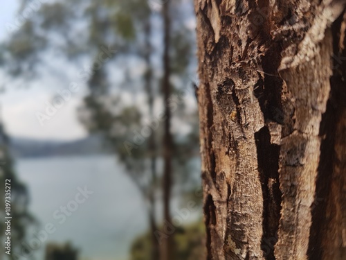 Tree trunk close-up with blurred lake and forest background