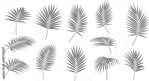Collection of tropical palm leaf silhouettes in gray color for exotic summer nature design projects and jungle botanical background elements