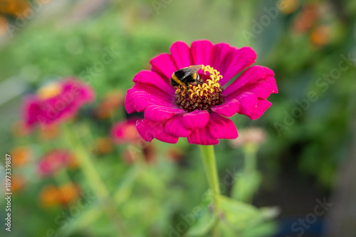 Close-up of bumblebee on vibrant pink zinnia flower in garden setting