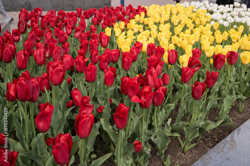 Vibrant red and yellow tulips in full bloom in garden setting