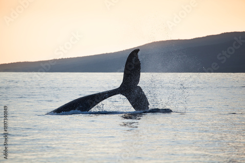 Humpback whale throwing its tail high out of the water in the setting sun