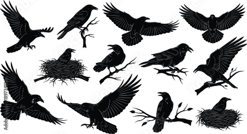 Black and white silhouette vector set of ravens in various poses including flying birds, perching on branches, and sitting in nests illustration