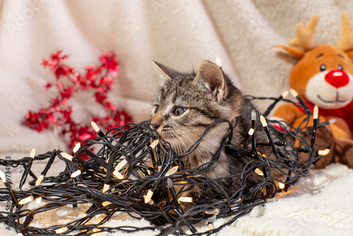 Adorable tabby kitten tangled in wired christmas lights  garland surrounded by festive ornaments