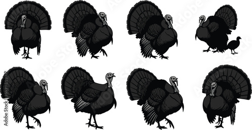 Collection of Wild Turkey Silhouettes Featuring Large Tom Poultry and Farm Bird Icons Isolated on White Background for Thanksgiving Holiday Hunting Nature Vector Design