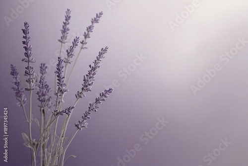 Lavender Flower with Soft Gradient Background